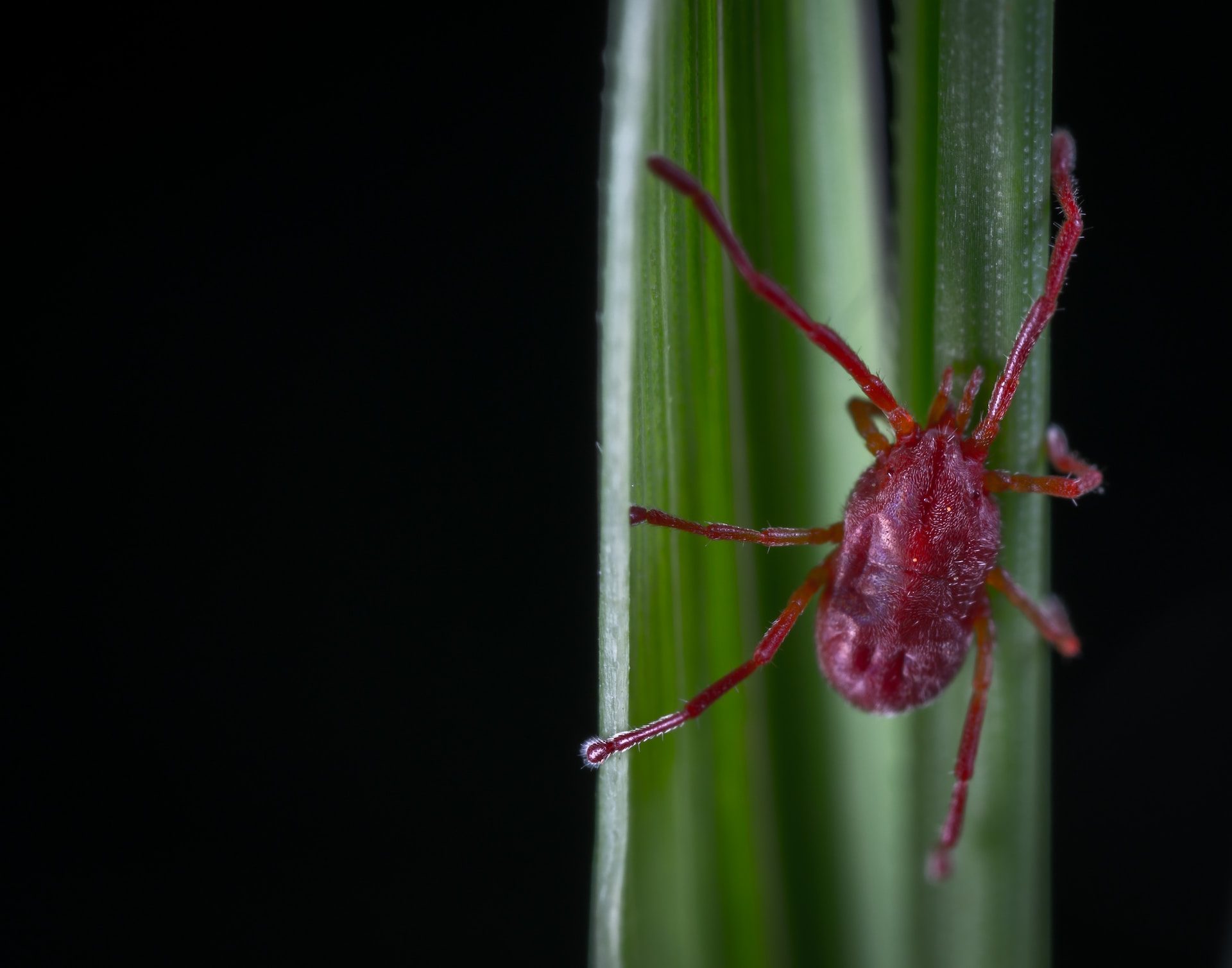Clover Mites Harmless Visitors or Tiny Intruders? Unveiling the Truth