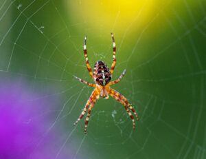 Top 6 Favorite Spiders in the Willamette Valley