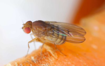 Tap Houses and Tasting Rooms: Fruit fly Control in Commercial Fermentation Facilities