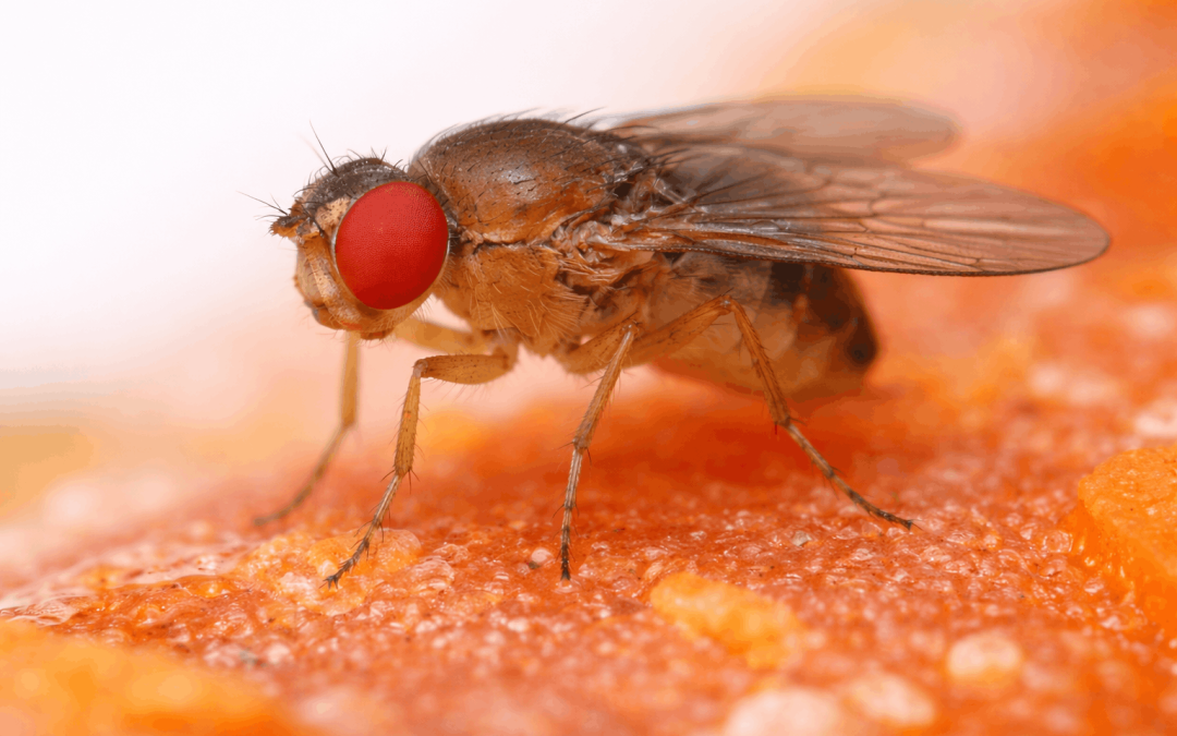Close-up macro image of a fruit fly with red eyes feeding on fermenting fruit