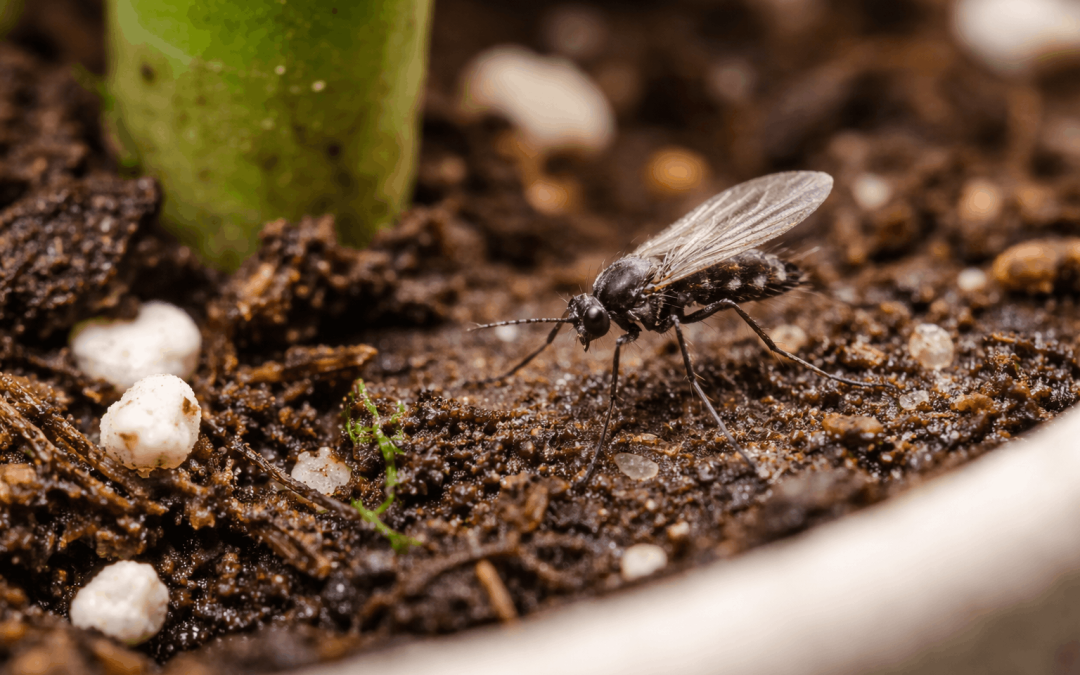 Close-up of a fungus gnat on soil near a houseplant