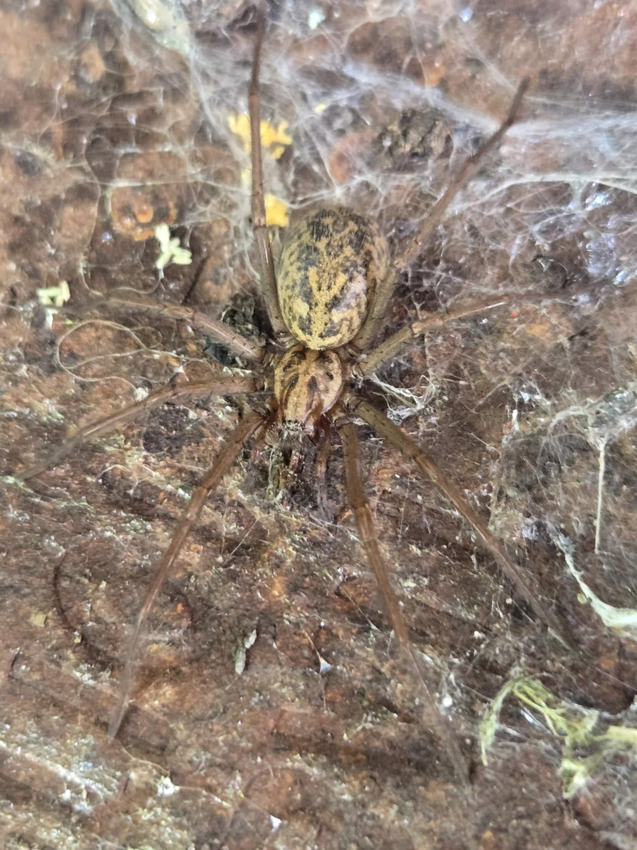 Brown funnel weaver spider with a patterned abdomen resting on a dense silk web against tree bark.
