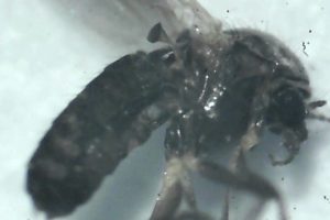 Extreme close-up of a fungus gnat showing segmented body and wing detail