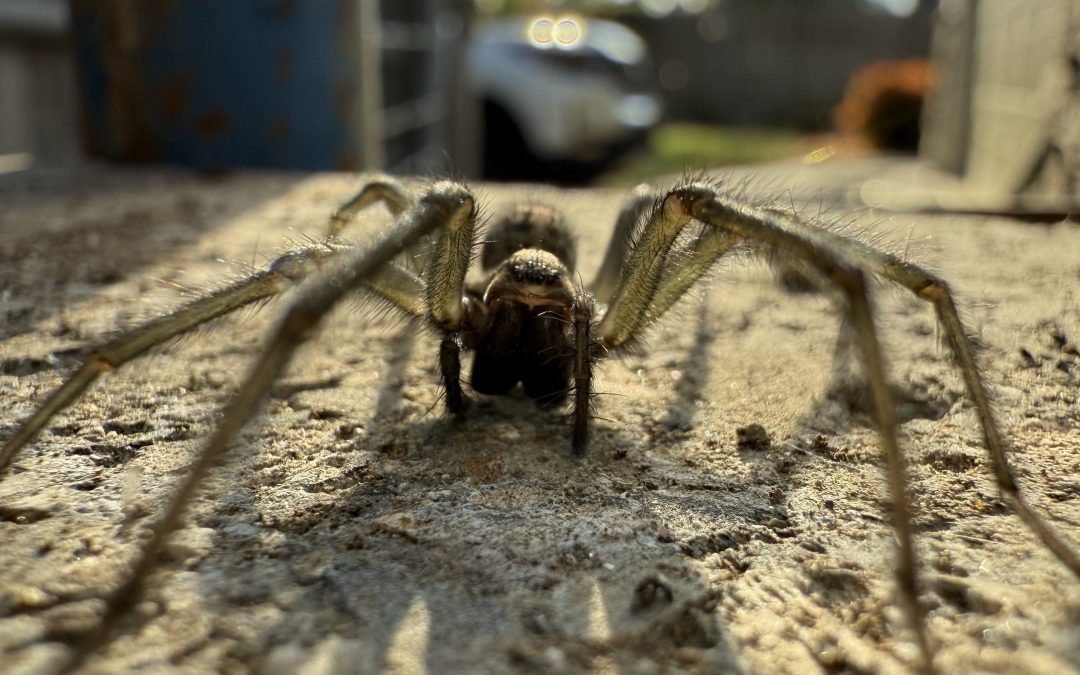 Ground-level close-up of a brown spider facing the camera, showing its eyes, mouthparts, and long hairy legs.