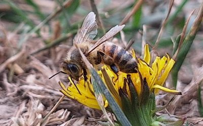 I Have a Honey/Bumble Bee Nest! How Do I Get Rid of It?