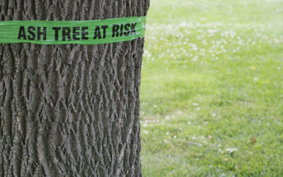 Neighborhood Watch: Protecting Our State from Invasive Species