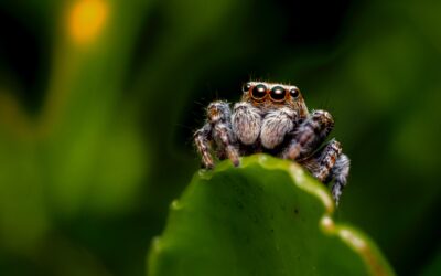 Top 6 Favorite Spiders in the Willamette Valley