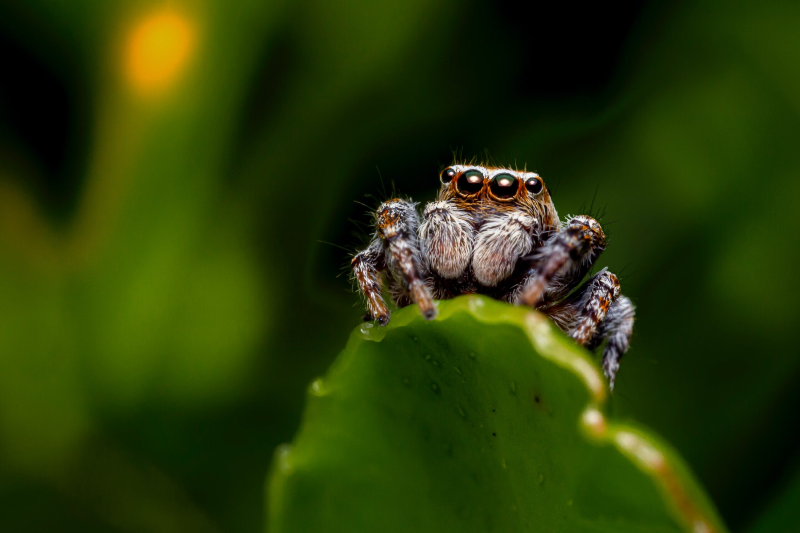 Spiders aren't that scary  Oklahoma State University