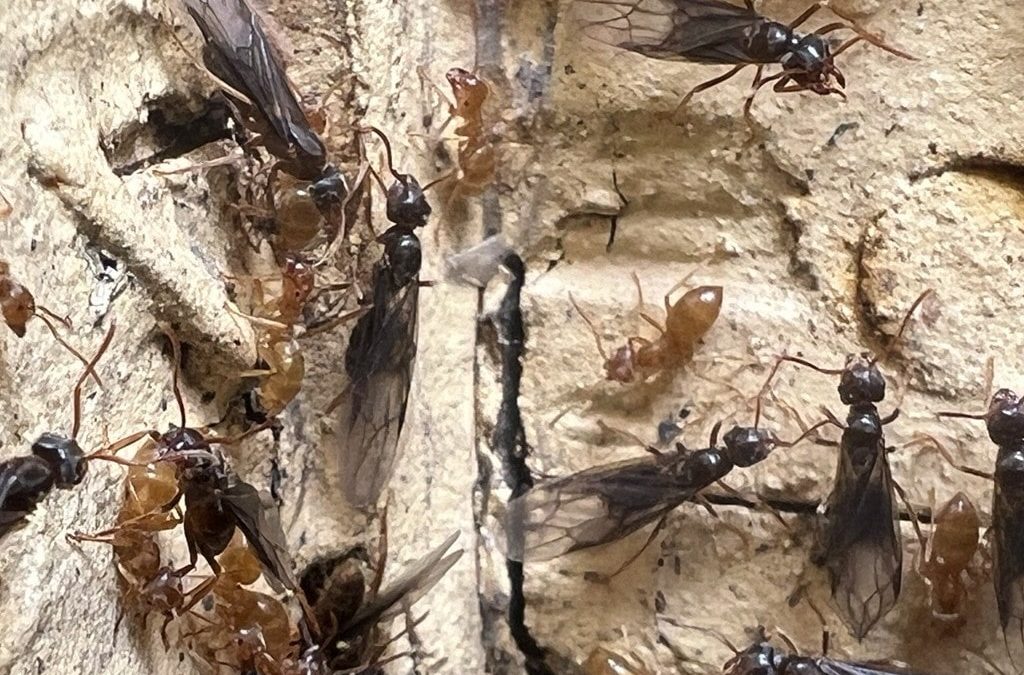 A swarm of moisture ants emerging from the siding of a house where it meets the edge of a concrete patio.