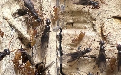 Think You’ve Got Termites? You Might Be Looking at Winged Ants