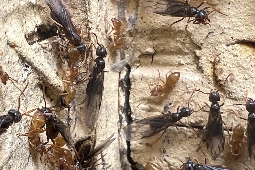 Wind Ant Insect Think You’ve Got Termites? You Might Be Looking at Winged Ants