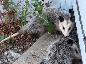 Two Virginia opossums sheltering beside a residential structure in an Oregon backyard.