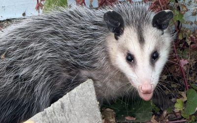 Why Is There an Opossum in My Yard? A Look at One of Oregon’s Most Misunderstood Urban Neighbors