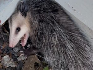 Virginia opossum showing defensive open-mouth display while sheltering beneath a residential structure.