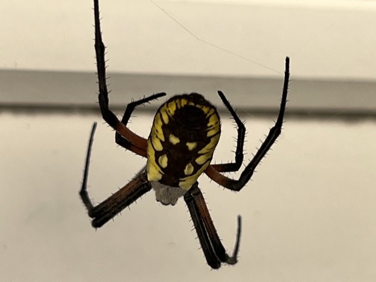 Close-up of a yellow-and-black orb-weaving spider hanging in its web.