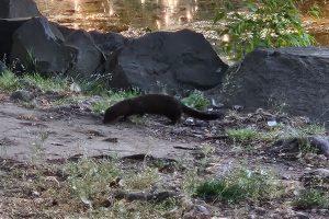 American mink foraging along a rocky riverbank.