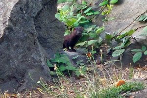 American mink peeking out from behind rocks and foliage.