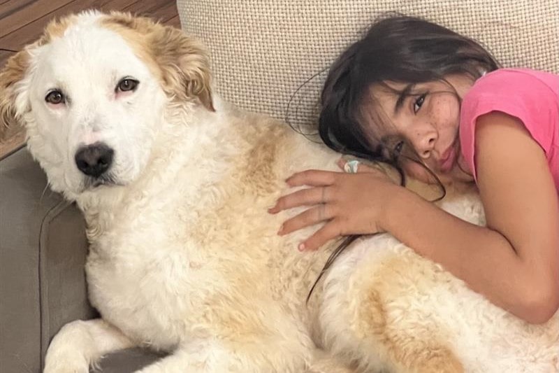 A young girl with curly hair cuddles with her golden retriever on a cozy couch, both looking content and relaxed.