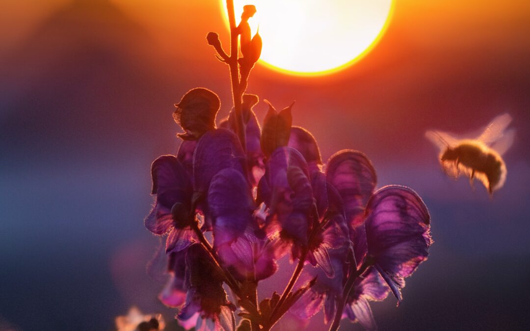 Honeybee going towards flower in sunlight