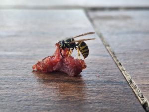 Western yellowjacket feeding on cured meat at an outdoor winery tasting table.